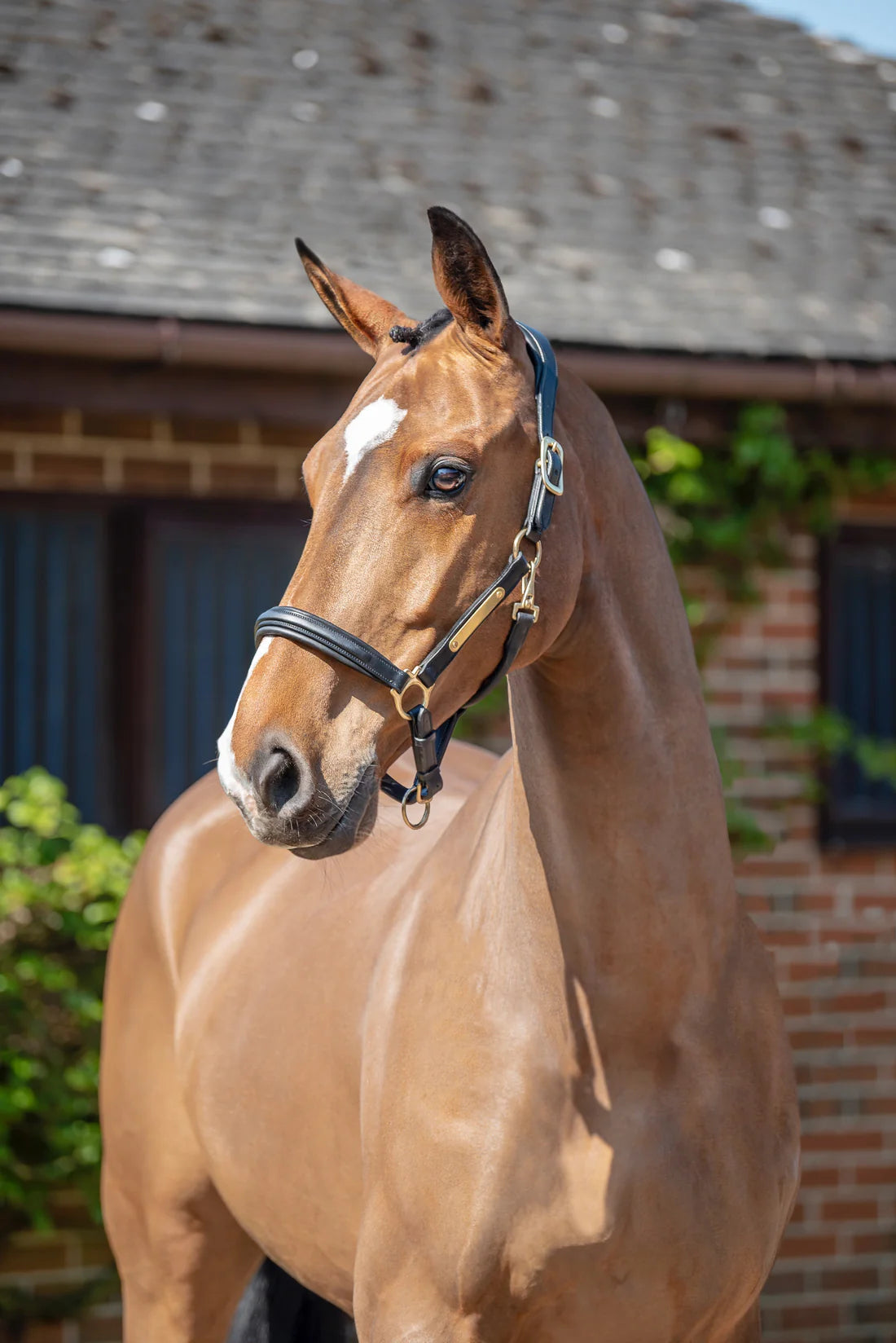 Henry James Saddlery -  Comfort 3D air Headcollar