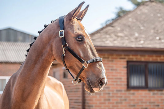 Henry James Saddlery -  Comfort 3D air Headcollar